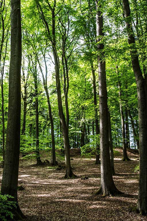 Wald-Barfusspark