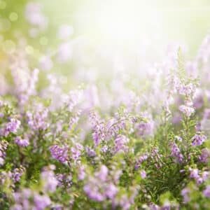 Erica Flower Field, Summer Season